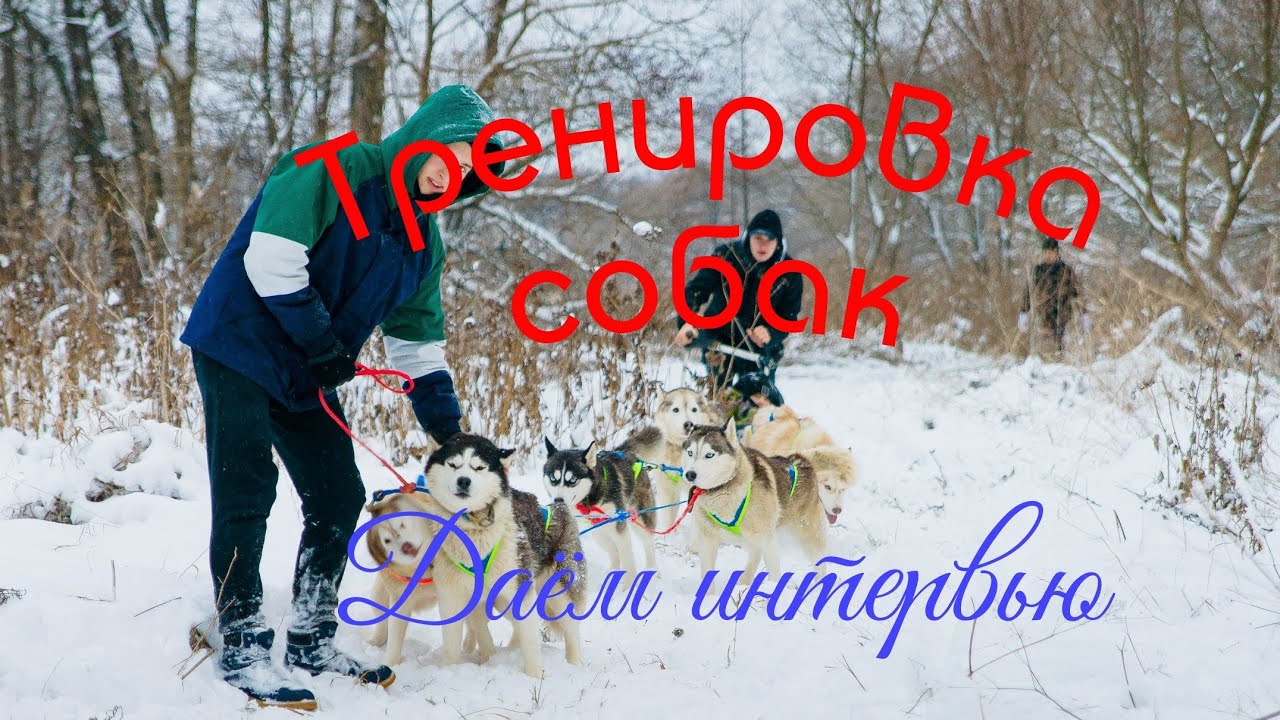 Снова телевидение 🎥//тренируем собак 🐕🐕🐕🐕/Хаски Блюз Интересная жизнь 🐶