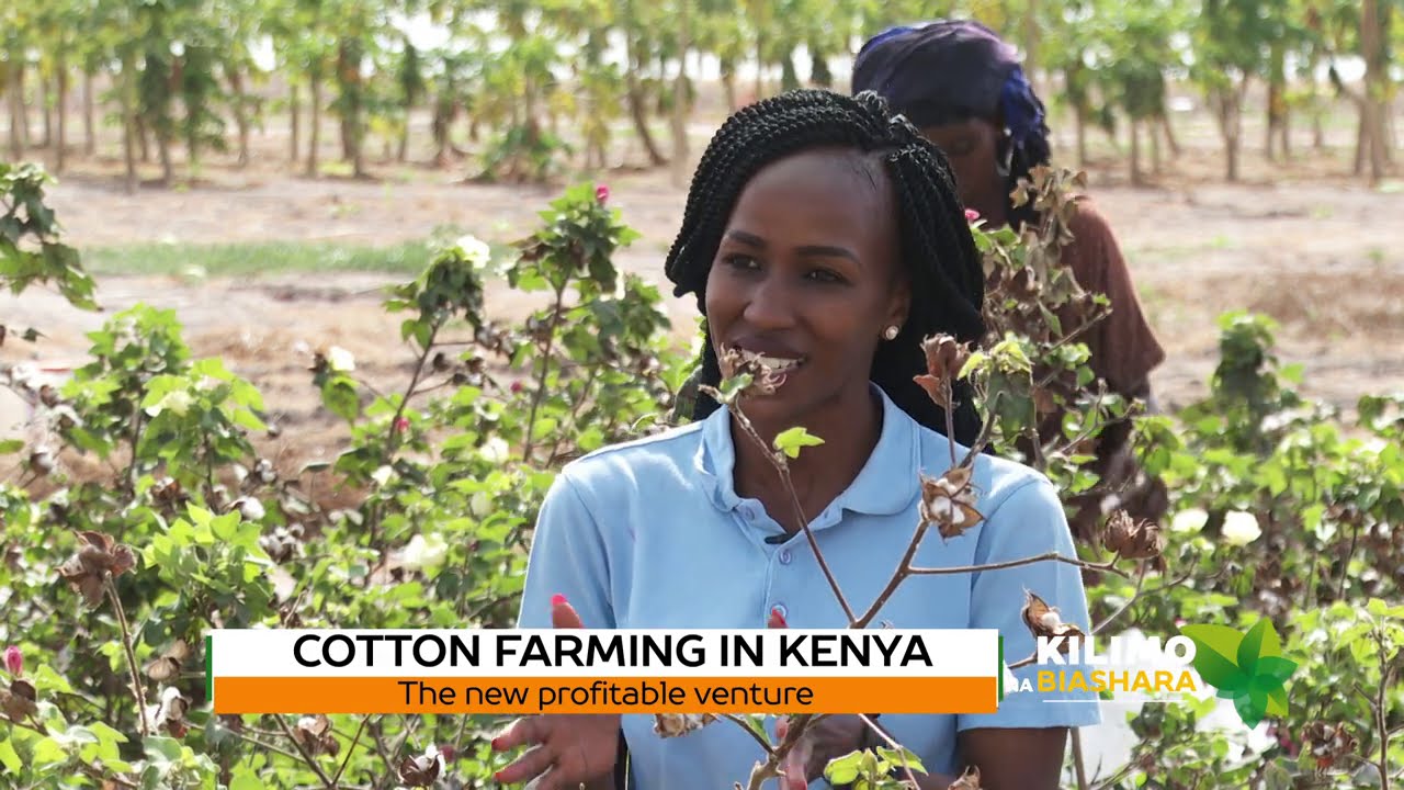 Kenya's white gold, Cotton farming : Kilimo Na Biashara