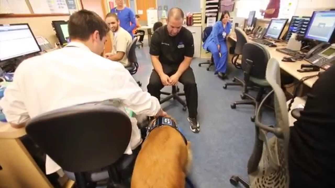 Compass the Therapy Dog Helps Young Child With Speech Therapy