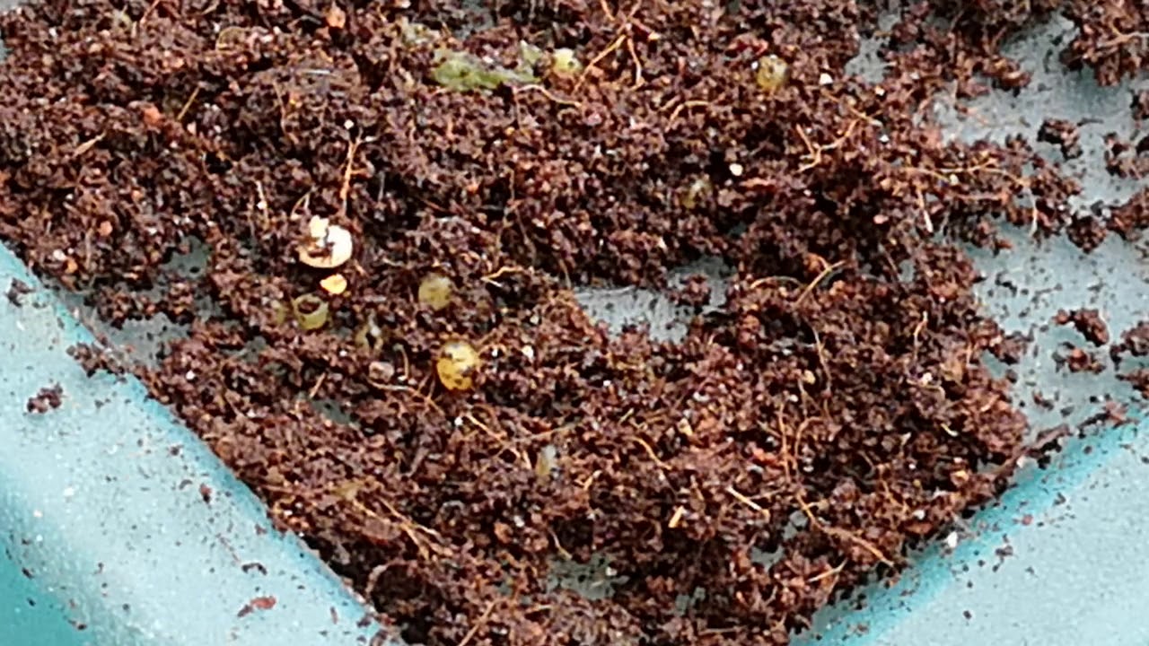 Worm cocoon and nursery box