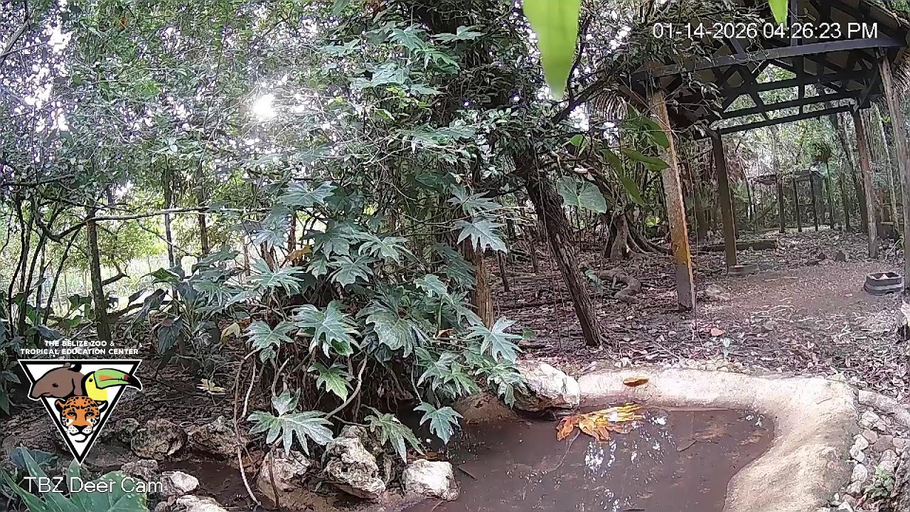 The Belize Zoo Live Cam