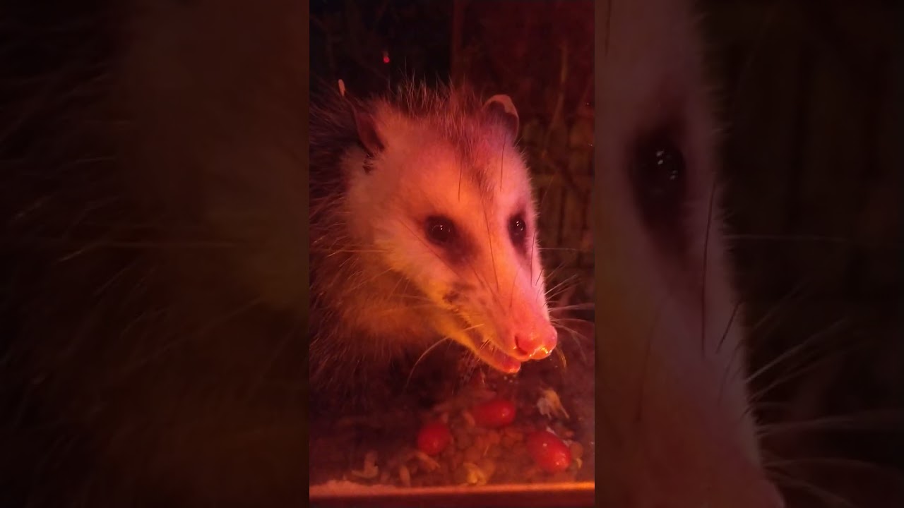 possum 90