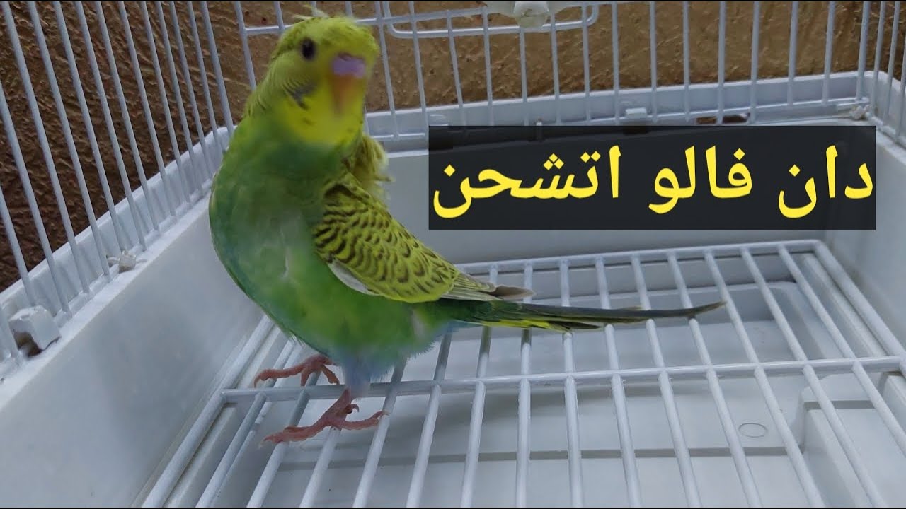 اية موضوع الدان فالو 😵