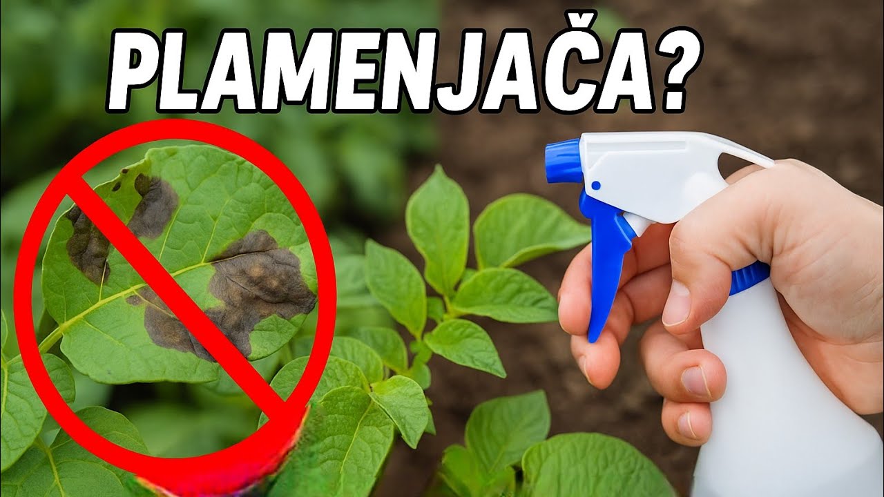Plamenjača vam UNIŠTAVA krompir? OVO je 5 koraka za SPAS!