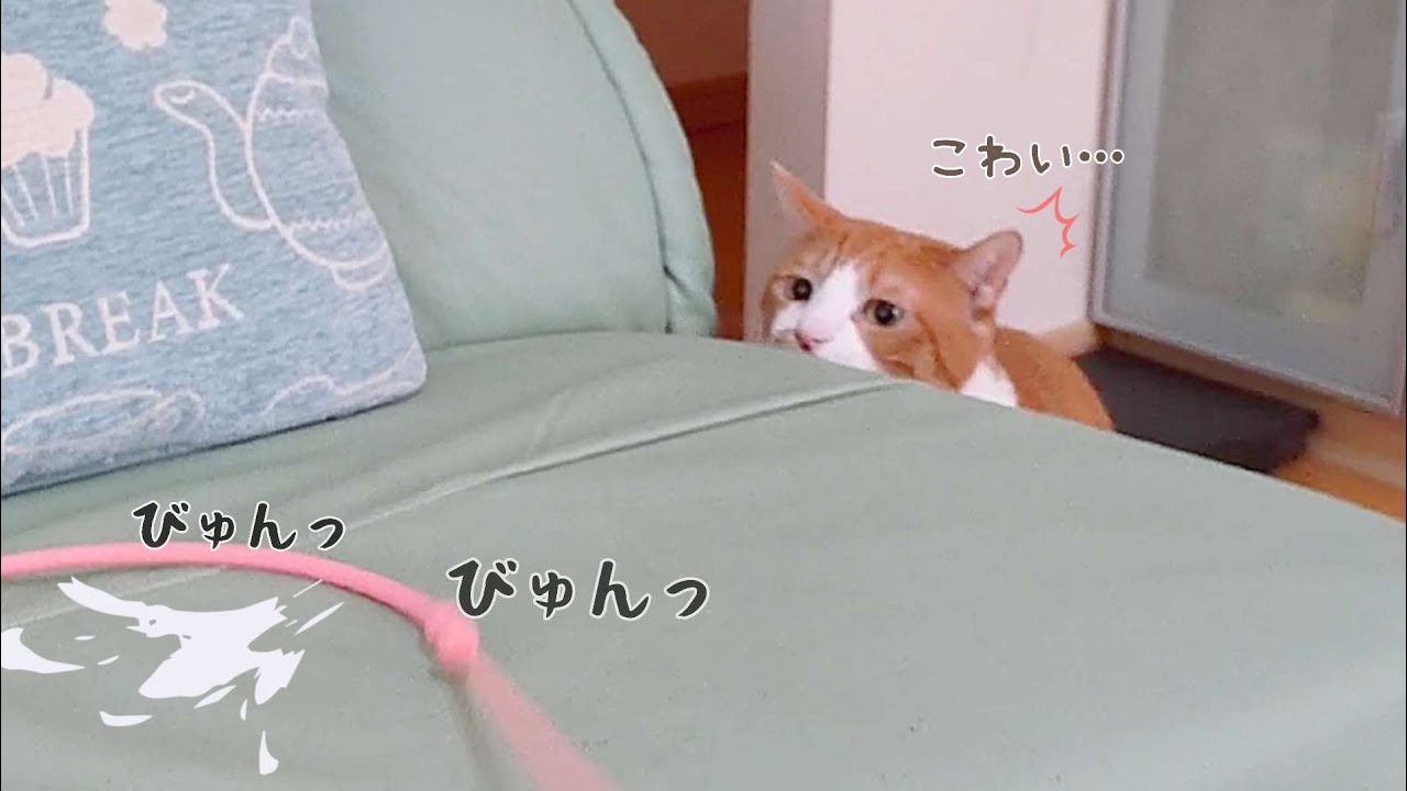 まるでモグラたたきみたいになっちゃった猫が可愛い 笑