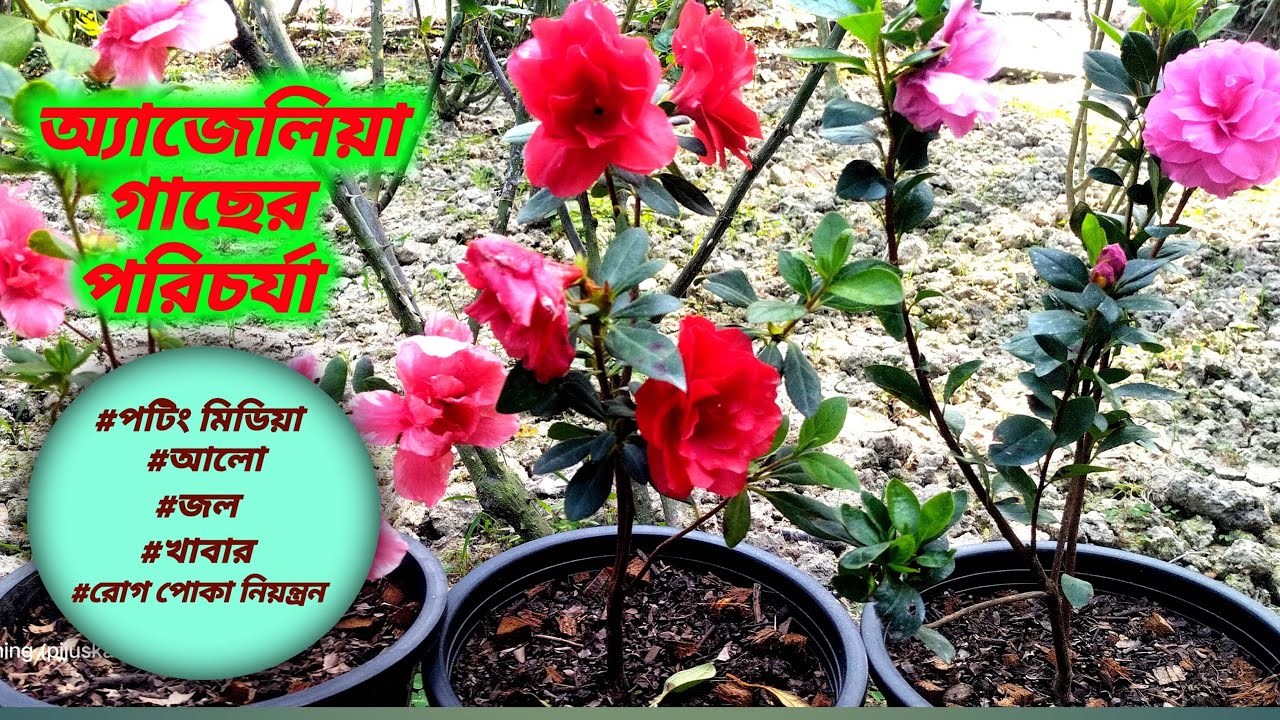 Best Potting Mix For Azaleas | অ্যাজেলিয়া গাছের পরিচর্যা