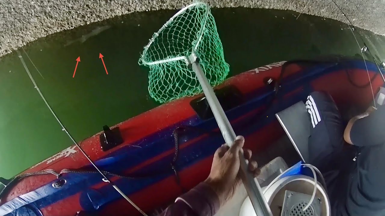 Kecoh Betul Ikan Macam ni pun ada…