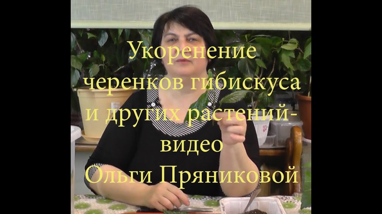 Укоренение черенков Гибискуса и других растений - фильм Ольги Пряниковой