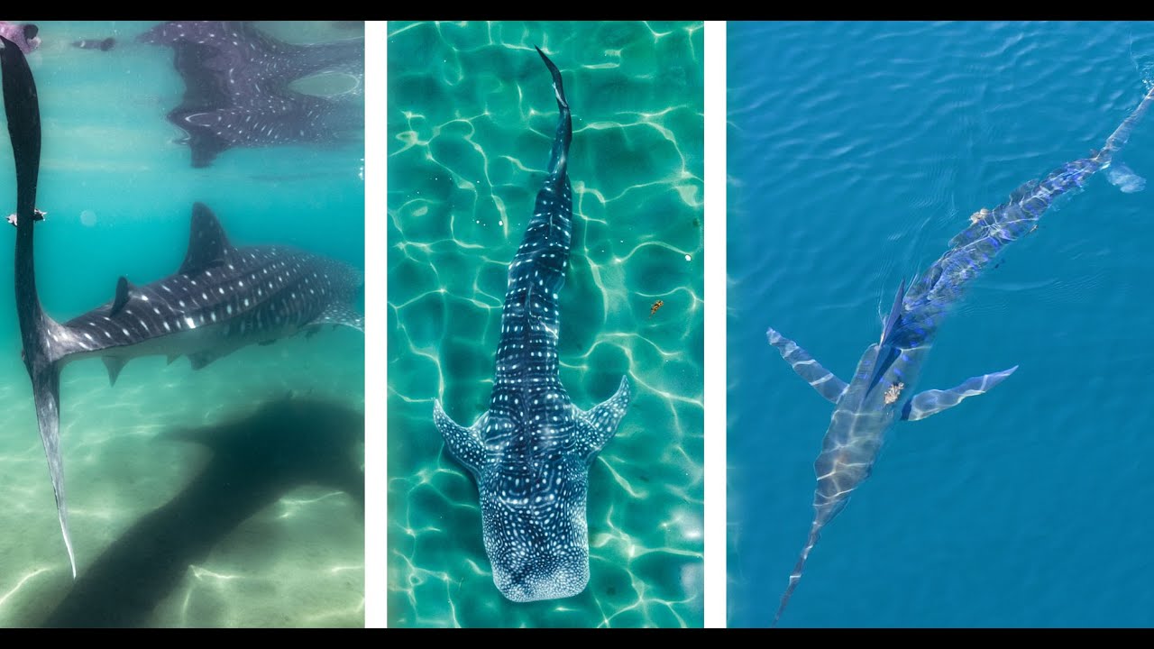 This is the Moment I Found a Whale Shark & Marlin: An Amazing Learning Experience From Above & Below