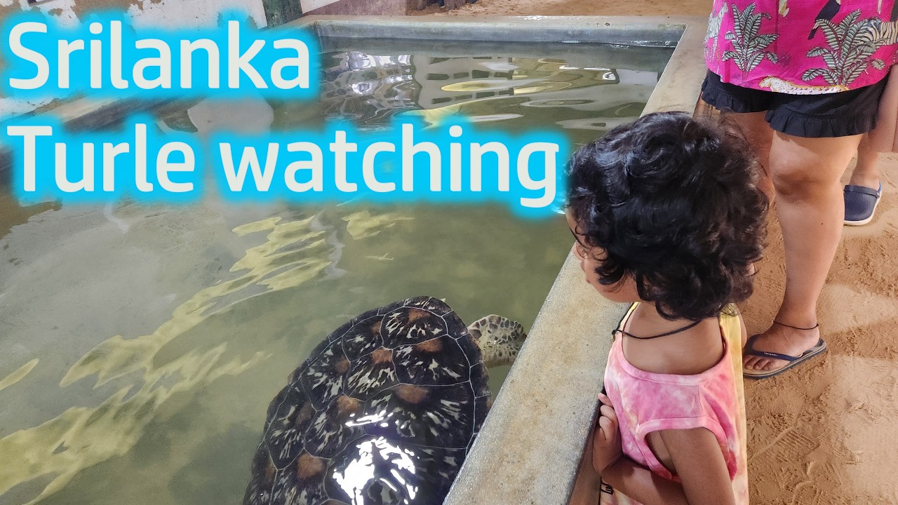 Turtle Watching and Galle Fort - Srilanka 2025 - MaNam travel stories