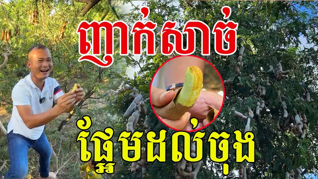 ម្លឹងៗផ្អែមដល់ចុង ច្បាស់របស់យើង១០០%