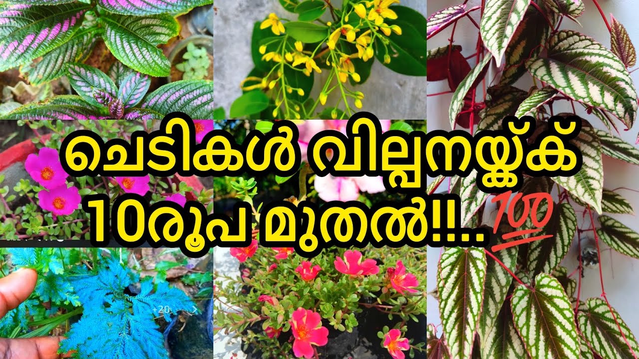 ചെടികൾ വില്പനയ്ക്ക്!!..10രൂപ മുതലൽ!!..💯 | PLANTS FOR SALE!! | GARDEN DREAMS