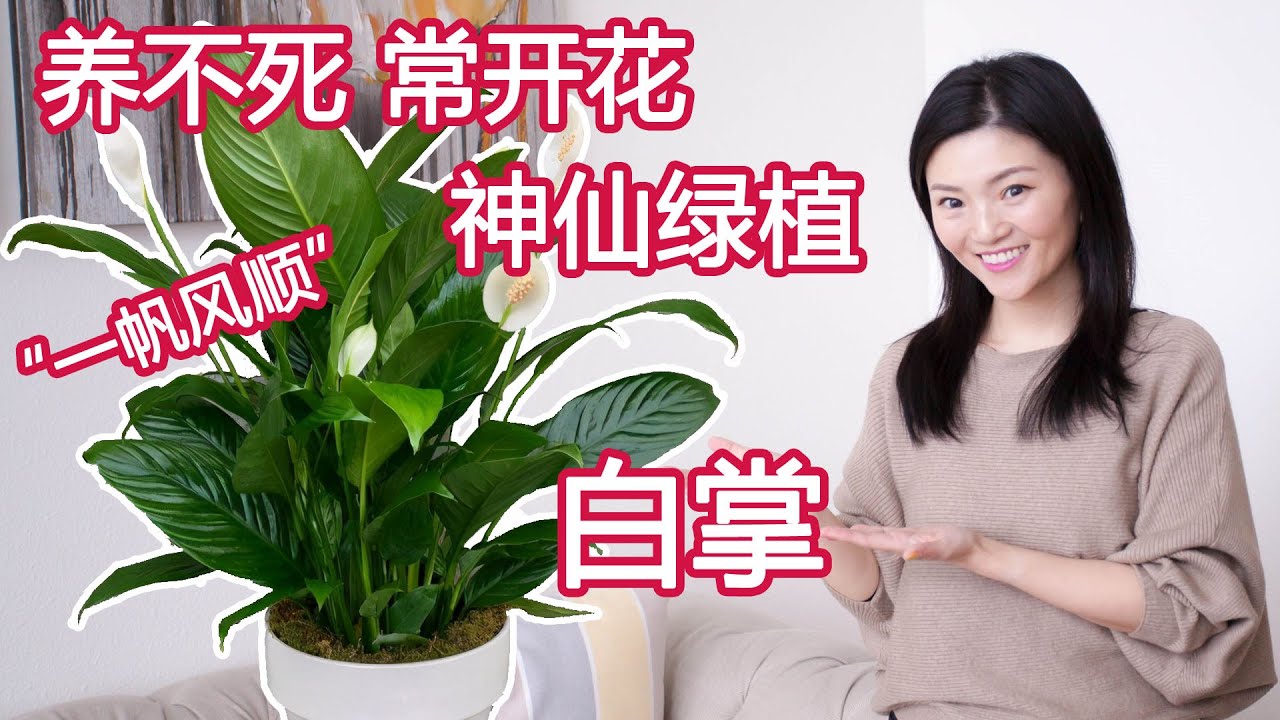 绿植新手入门系列 09 | 白掌 白鹤芋 一帆风顺 | 最好养的室内绿植没有之一| 内有震撼原地复活镜头 | 风水绿植 新家必备 | 白掌 白鹤芋 |Peace Lily Spathiphyllum