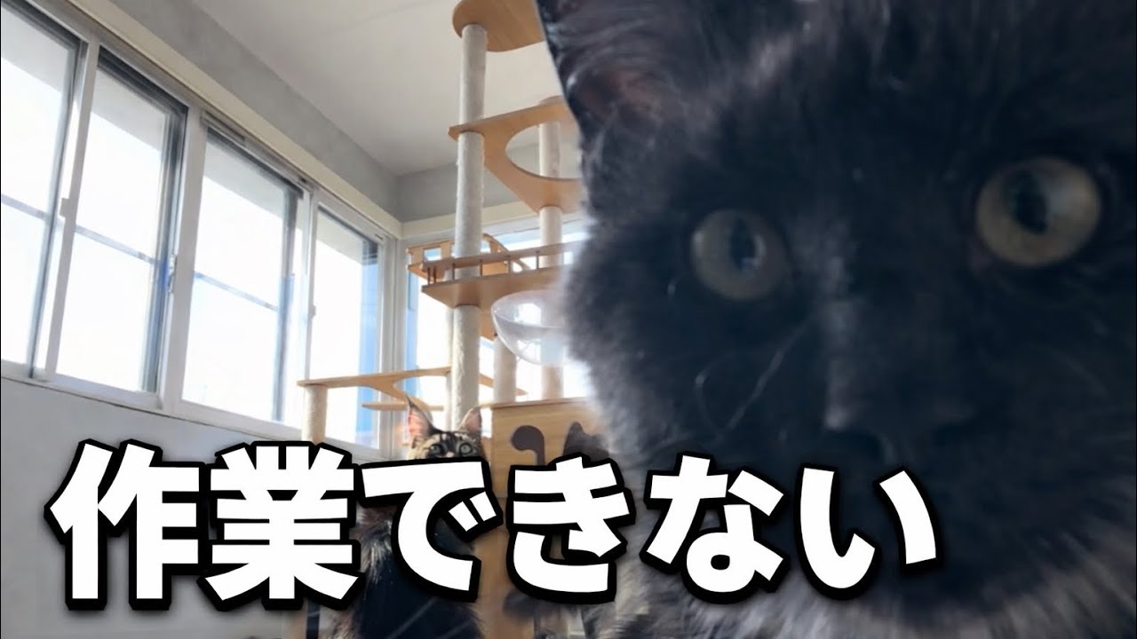 作業用BGM｜猫部屋ライブ │ オンライン猫カフェ │ 約1時間 │ 作業用BGMなのに作業がはかどらない猫動画