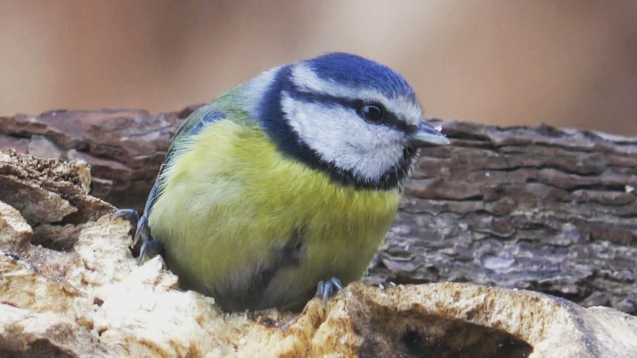 Cute Blue Tit with 4K colors and Soft music