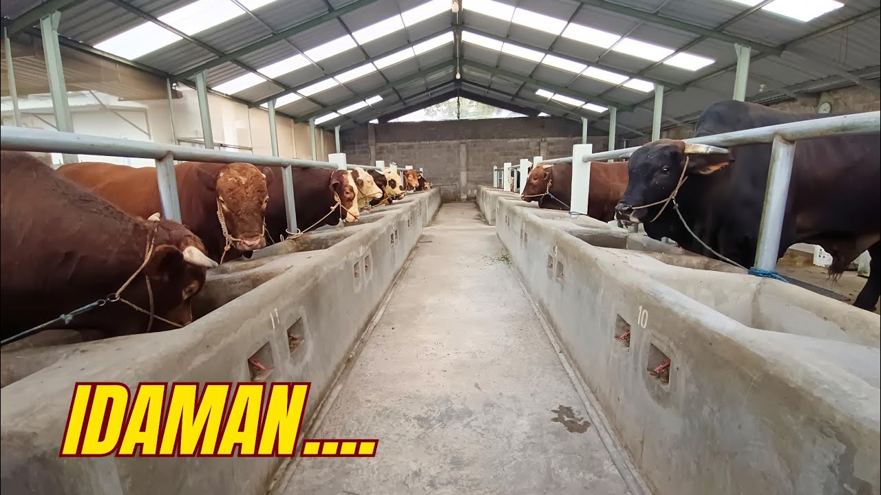 SAPI SAPI JUMBO di Kandang IDAMAN PEMULA PETERNAK MUDA INDONESIA❤️‍🔥❤️‍🔥