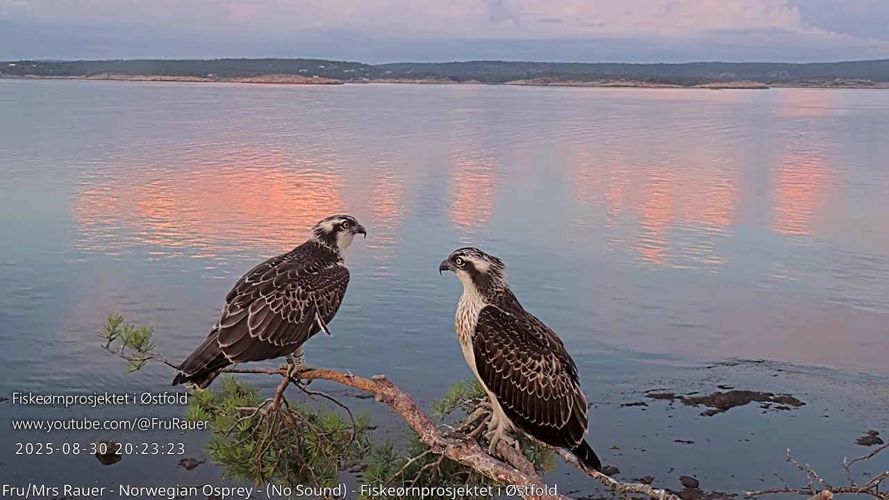 Fru Rauer - A Lovely day by the seaside with Frøy and Runi (12L & 13L) #ospreynest #fiskeørn