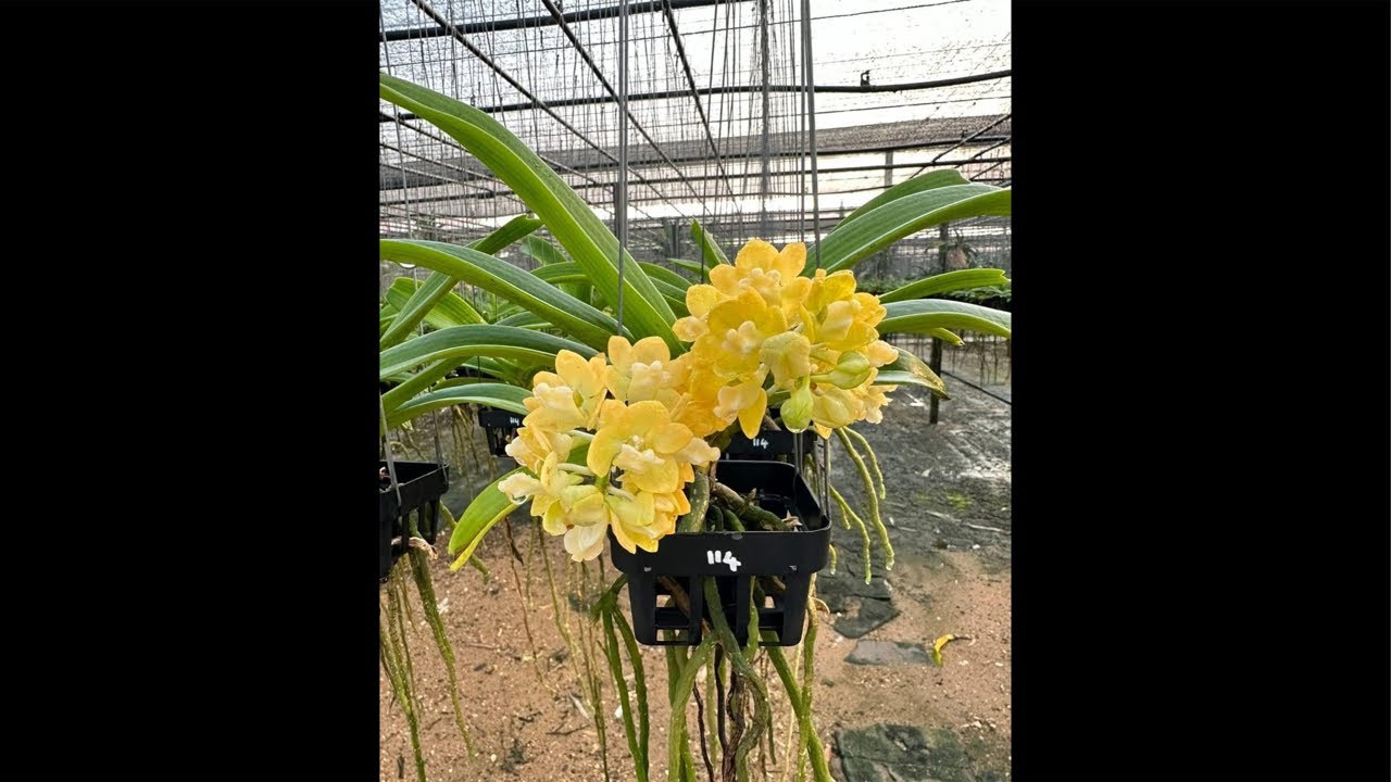 Sàn Hoa Lan 0936147233 xả dọn vườn lan đẹp