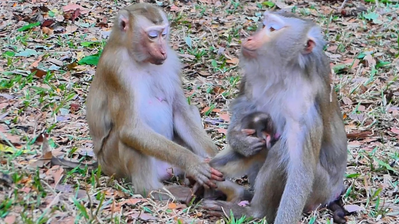 Mama Libby Protects Baby Levy–Monkey Pretty Gets Warned! | Mama Libby Protects Baby Levy from Pretty