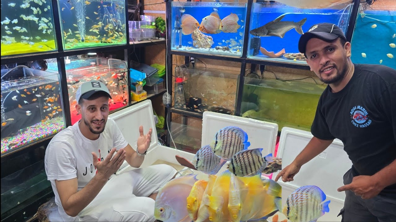 الجديد عند حسن🐠عشاق أسماك الزينة fish discus أتمنة مناسبة دائما الجديد فرجة ممتعة #fish #bettafish 
