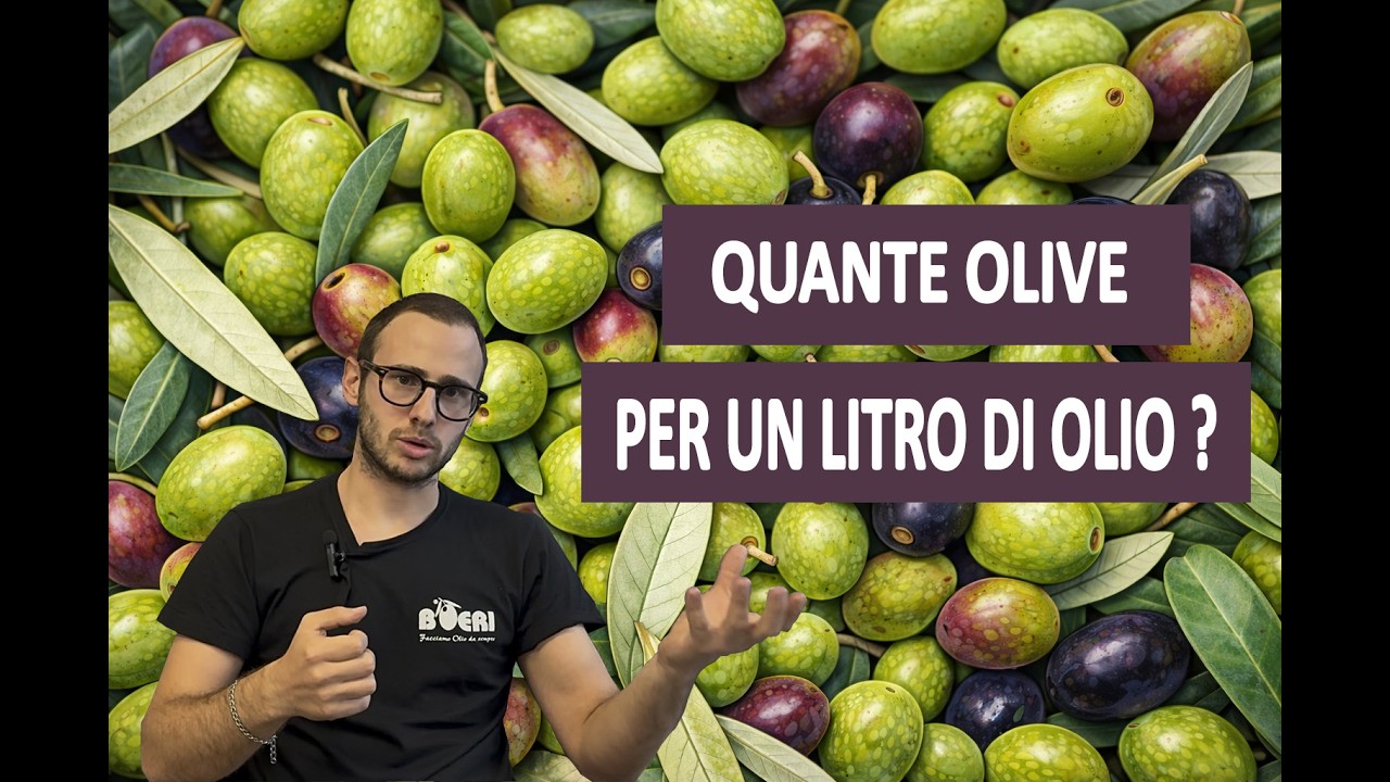 La resa dell'olio: quanti chili di olive servono per produrre un litro di olio di alta qualità?