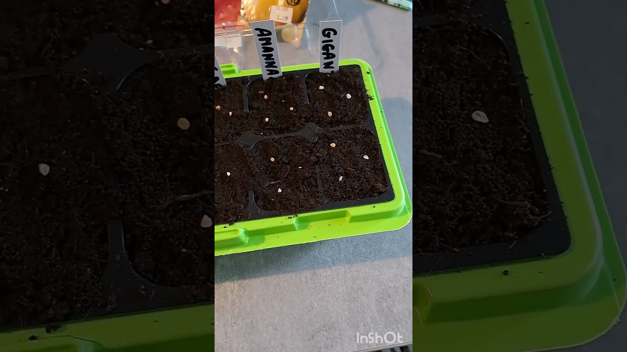 Wywiew pomidorów oraz rozpoczęcie sezonu ogrodowego 2026