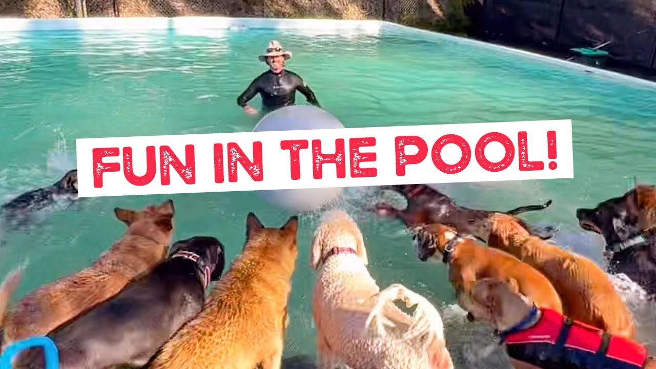 Fun in the Pool, Zara Saves Uncle Luke, Bandit is Jaws on the Board