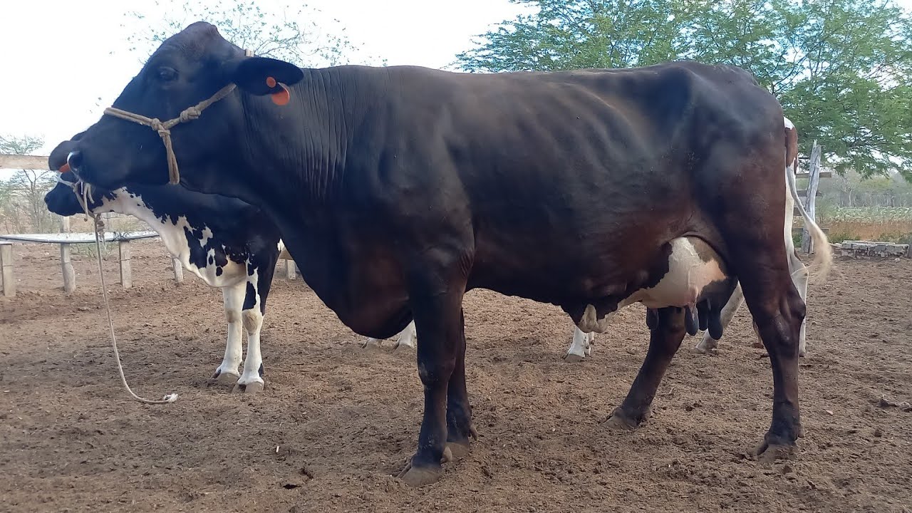CHEGARAM 8 VACAS DE LUXO NA FAZENDA DE SEU EDMILSON EM BOA VISTA-PB 