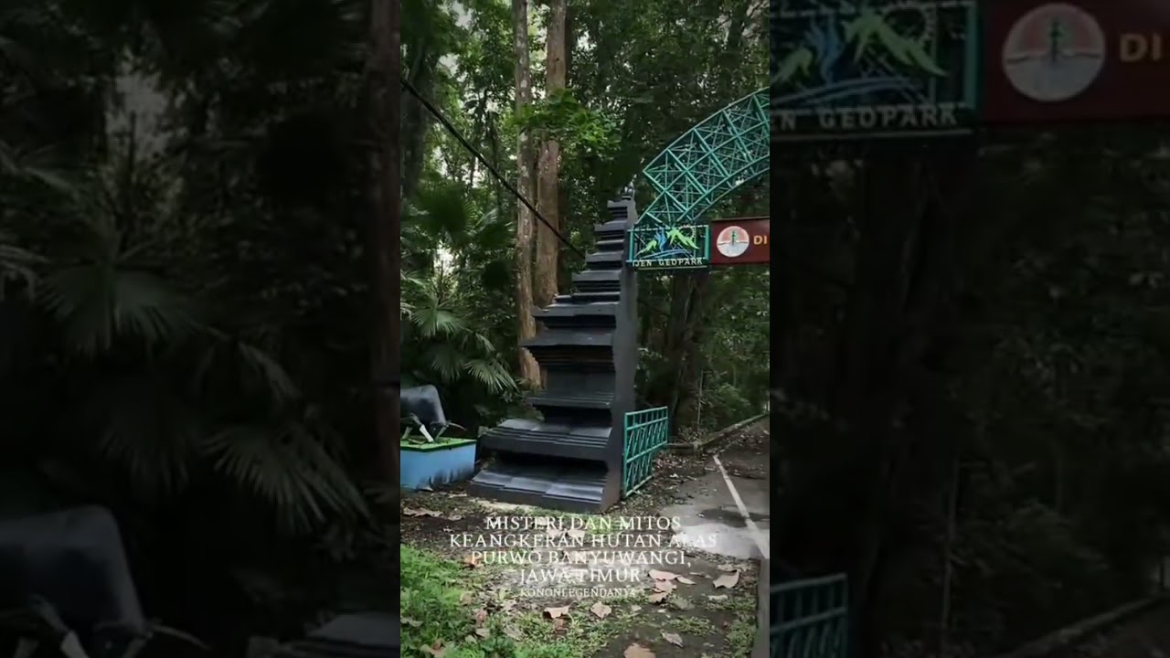 HUTAN ALAS PURWO BANYUWANGI! 