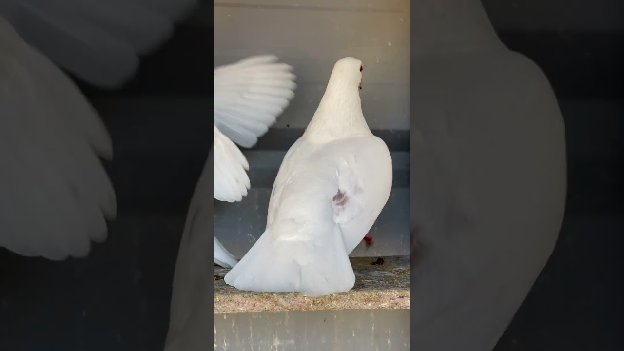 Pigeons mating