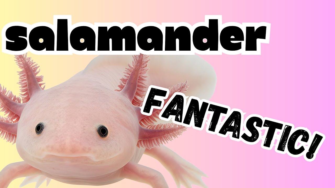 Mind blowing Salamander Facts!