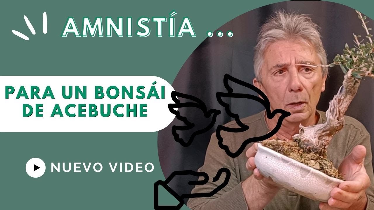 Amnistía para un bonsai de acebuche.