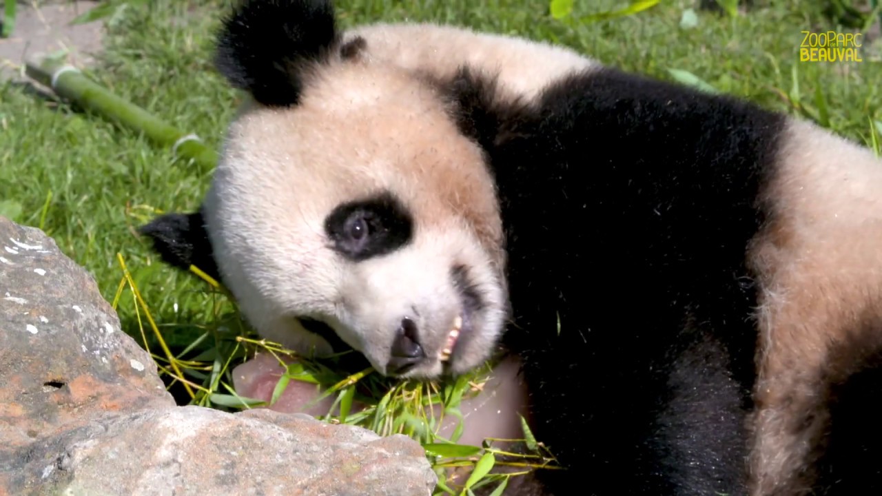 Yuan Meng, 2 bougies !