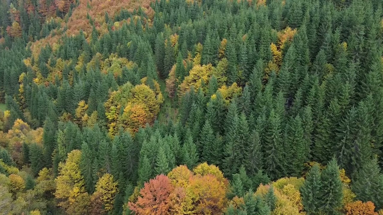 Autumn in the forest