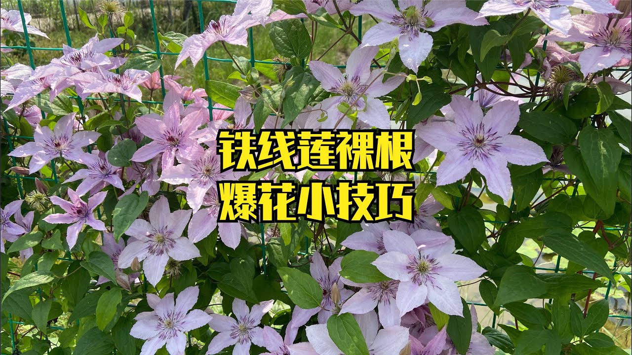 分享一个铁线莲裸根种植小技巧，让明年春天枝条更多，更加爆花！