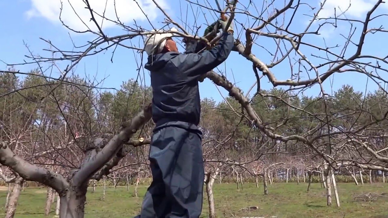 りんごの剪定 （頂部優勢を生かした成り枝更新剪定～チェーンソー、鋸による剪定作業の流れ）
