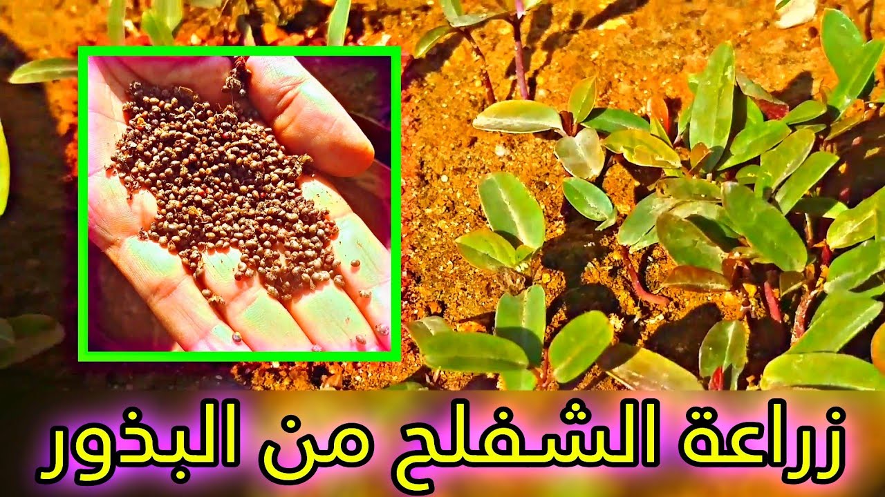 طريقة زراعة الشفلح من البذور || كيفية زراعة القبار بسهولة