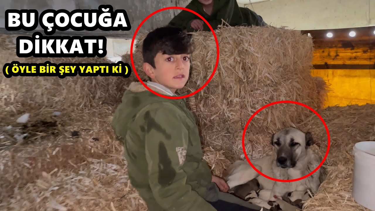 BU ÇOCUĞA DİKKAT - SAMANLIKTA DOĞUM YAPAN KÖPEK!