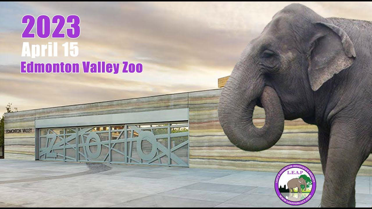 Lucy walking at the Edmonton Valley Zoo on April 15 2023 - Part 1