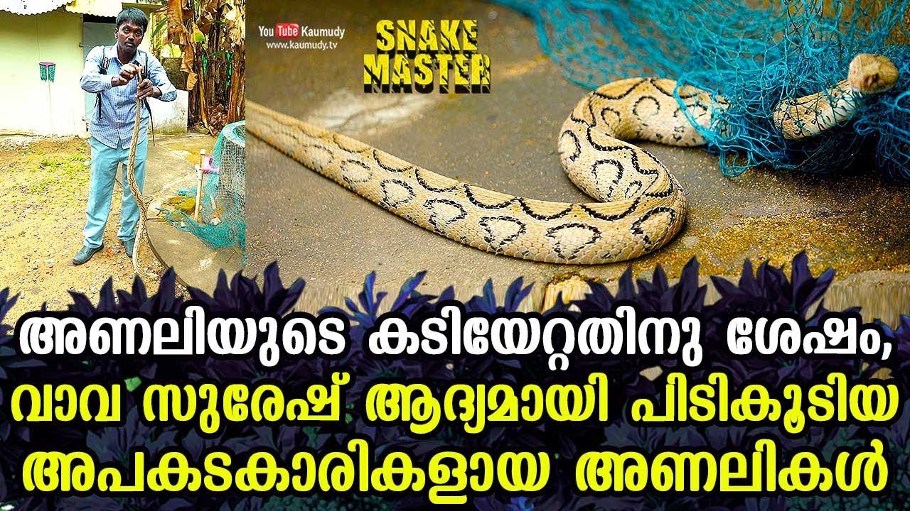 അണലിയുടെ കടിയേറ്റതിനു ശേഷം, വാവ സുരേഷ് ആദ്യമായി പിടികൂടിയ അപകടകാരികളായ അണലികൾ | Snakemaster EP 550