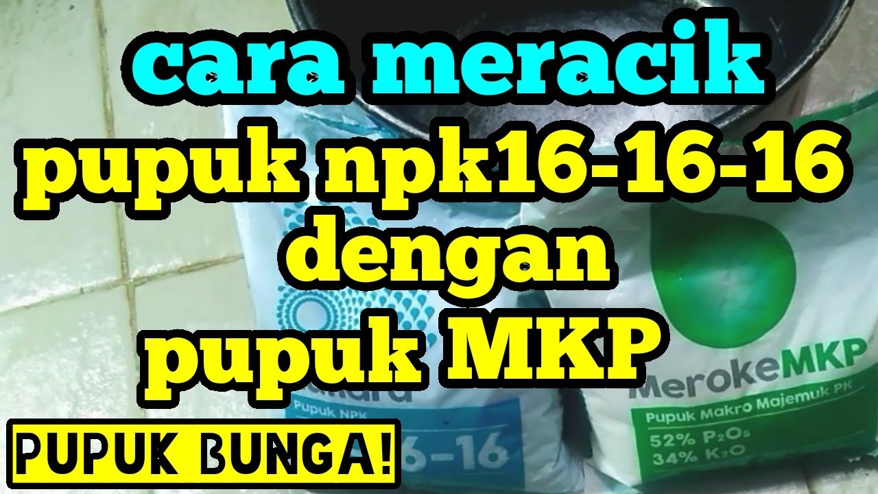 Cara meracik pupuk npk16-16-16 dengan pupuk MKP