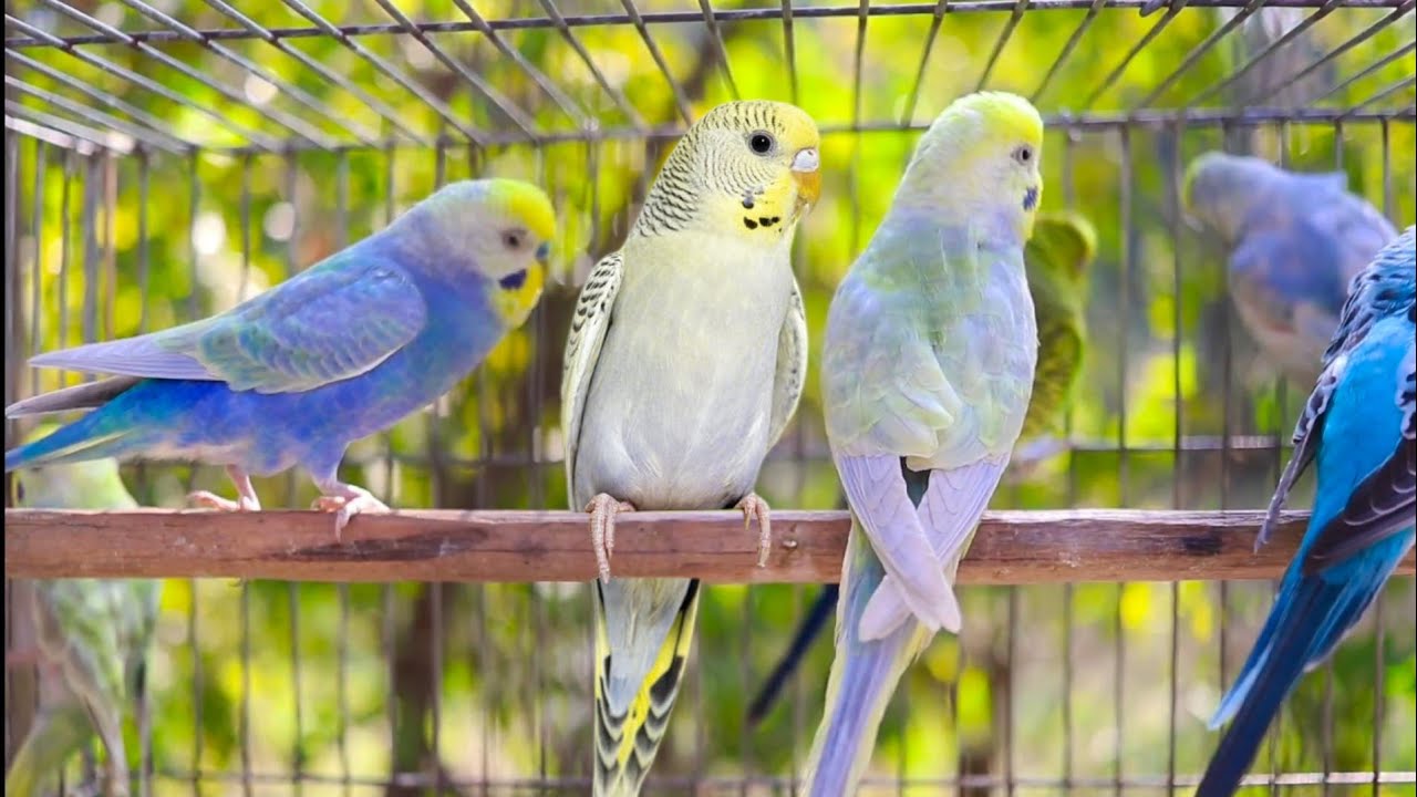 8 Hours of Budgie Best Friends - Mango and Chutney - Singing and Talking Sounds