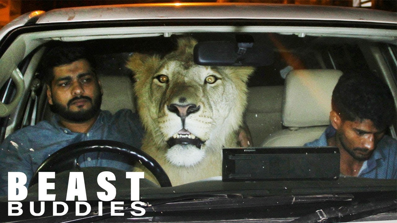 There’s A Lion In My Car! | BEAST BUDDIES