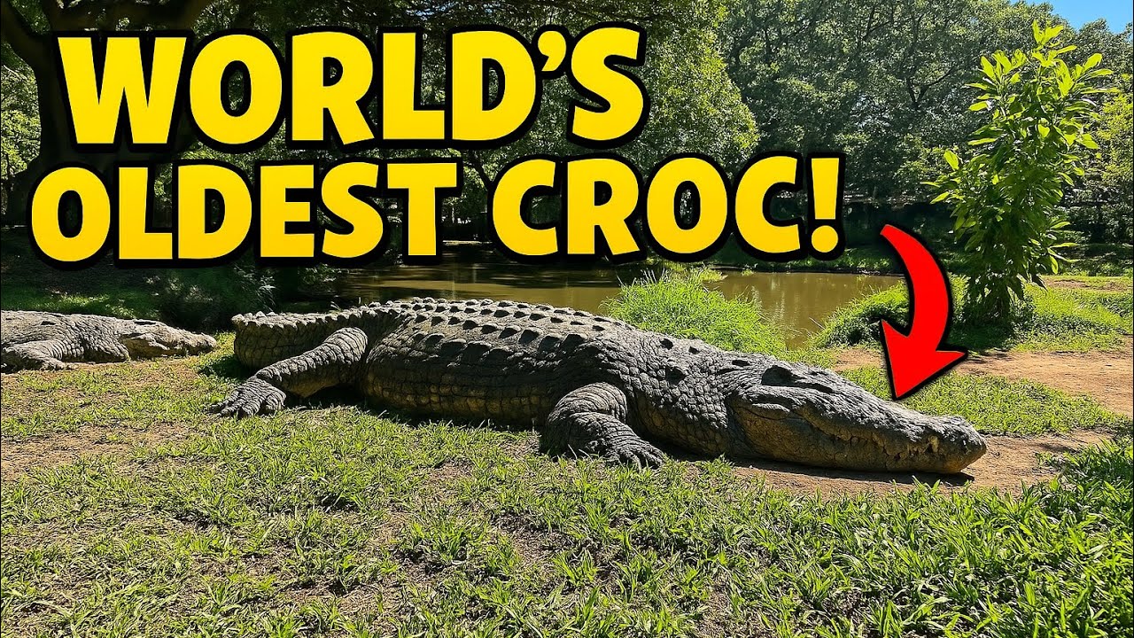 Meet the Oldest Crocodile in the World! CrocWorld