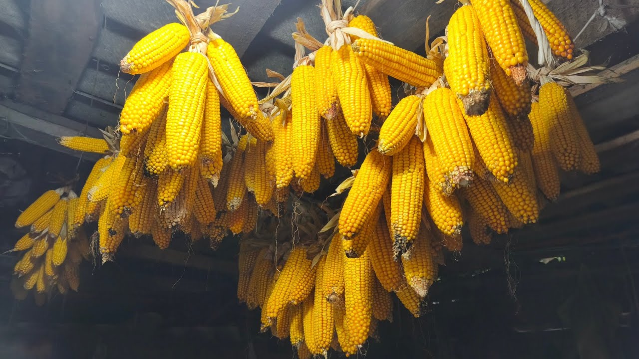Кукурудза 🌽🌽🌽.Життя прекрасне.Працюємо з задоволенням.