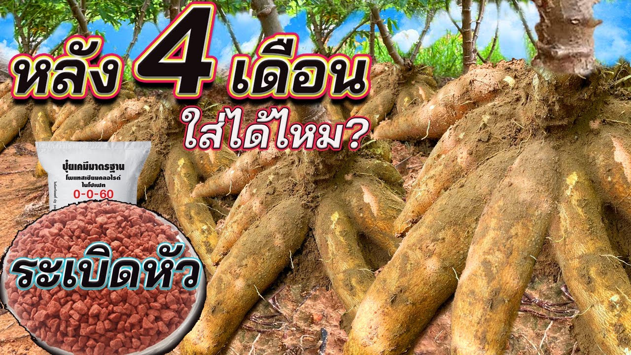 ปุ๋ยสูตรระเบิดหัวใส่ตอนมันสำปะหลังอายุ 4 เดือนได้หรือไม่ ใส่แล้วจะดีไหม
