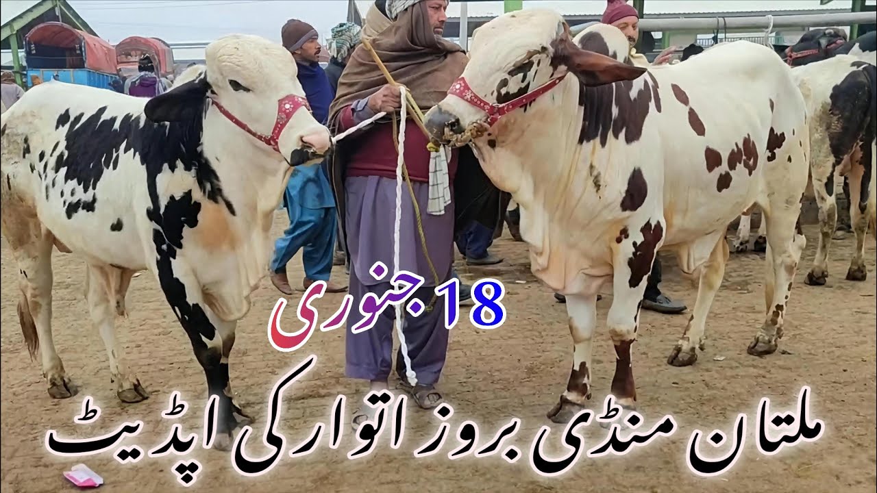 💰 Multan Cow Mandi Aaj 🔥 | Buyers Shocked by Prices 😱 | Big Cow Market