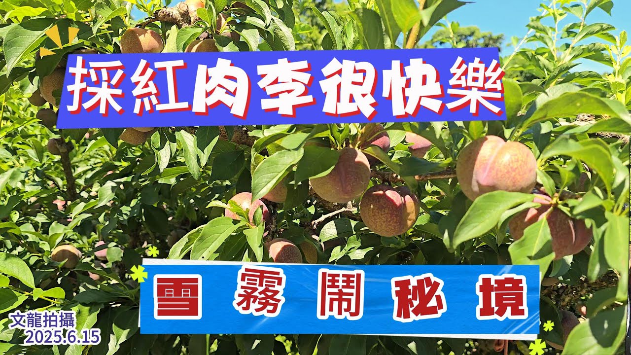 拉拉山秘境裡採紅肉李很快樂 復興區雪霧鬧部落 2025年6月15日