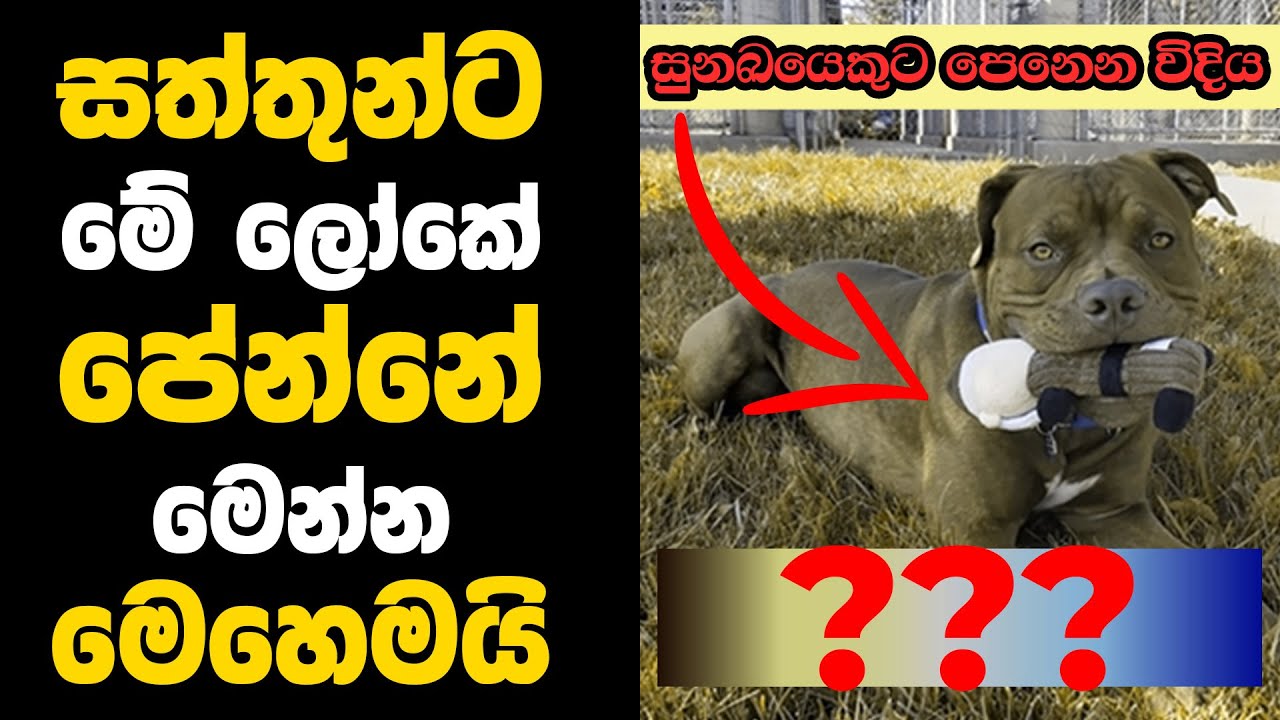 සත්තුන්ට මේ ලෝකේ පේන්නේ මෙන්න මෙහෙමයි 😲 | How animals see the world