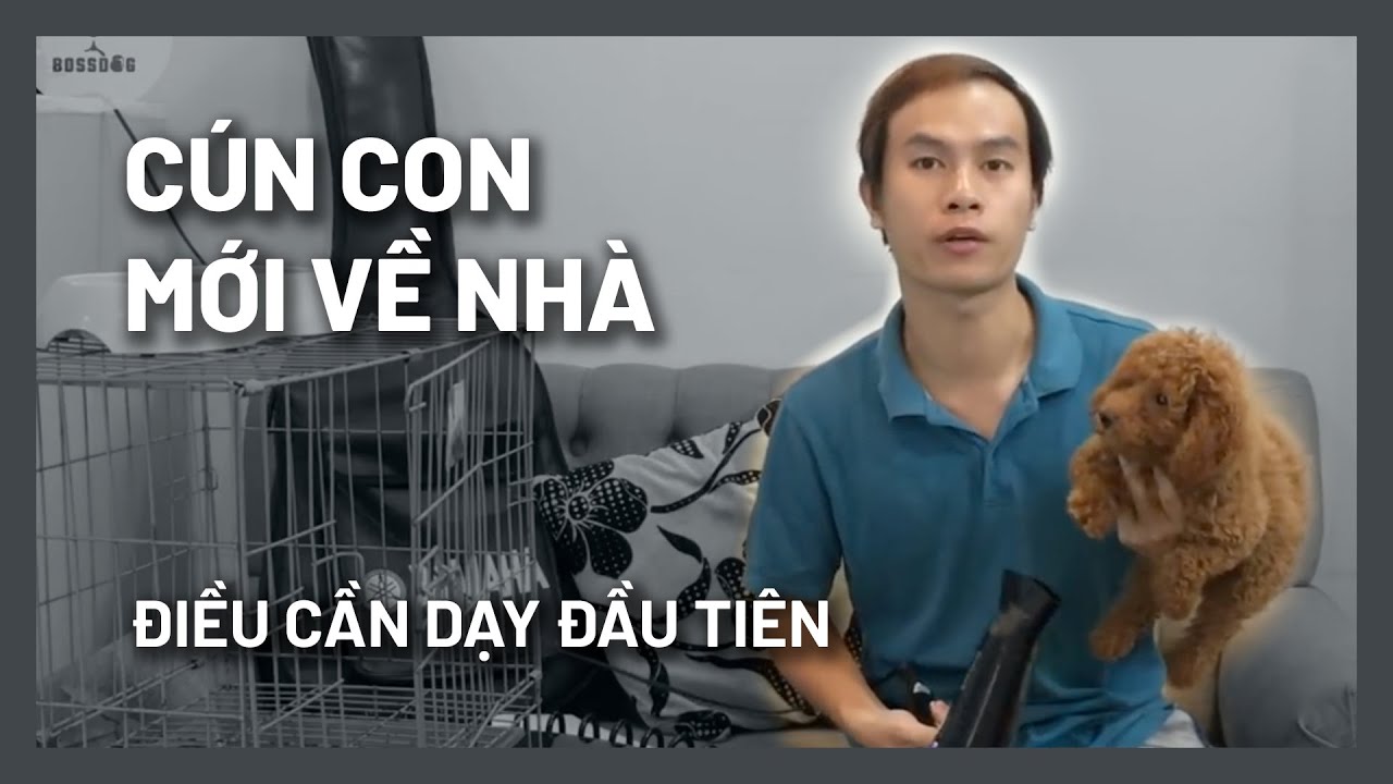 9 điều cần làm - Chăm sóc & dạy chó con ngày đầu tiên về nhà | BossDog